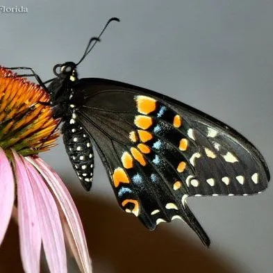 thumbnail for publication: Eastern Black Swallowtail: Papilio polyxenes asterius (Stoll) (Insecta: Lepidoptera: Papilionidae)